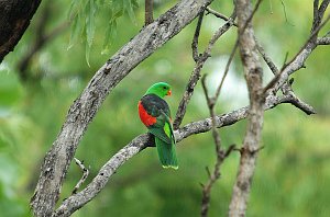 Parrot, Red-winged, 2007-12232168b